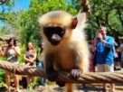 macaquinha-ameacada-nasce-em-zoo-do-rio-e-encanta-visitantes